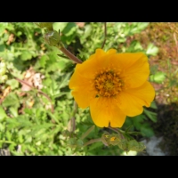 Geum Urbanum (var. Strictum) (fam. Rosacees) (Nouvelle-Zelande) (3)